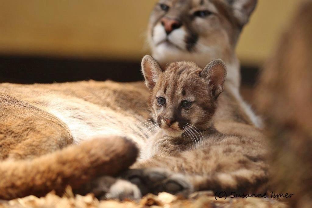 Tierpark Entdeckerhaeuser Wagenfeld ภายนอก รูปภาพ